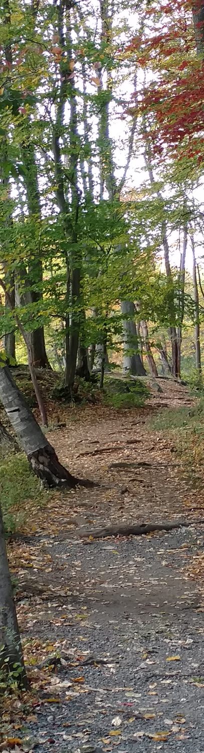 Trail-1500px